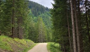 Preview wallpaper spruce, road, trees, forest, distance