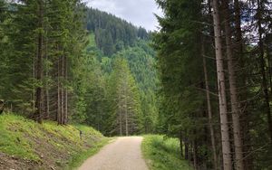 Preview wallpaper spruce, road, trees, forest, distance