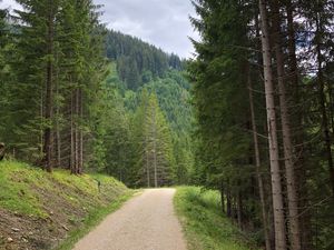 Preview wallpaper spruce, road, trees, forest, distance