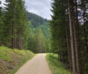 Preview wallpaper spruce, road, trees, forest, distance