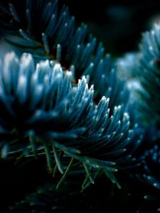 Preview wallpaper spruce, shadow, dark, background, branch