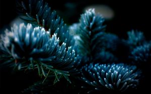 Preview wallpaper spruce, shadow, dark, background, branch