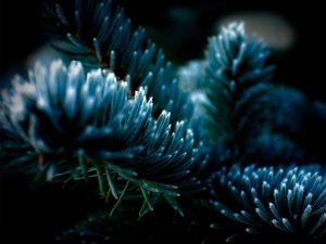 Preview wallpaper spruce, shadow, dark, background, branch