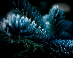 Preview wallpaper spruce, shadow, dark, background, branch