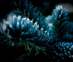 Preview wallpaper spruce, shadow, dark, background, branch