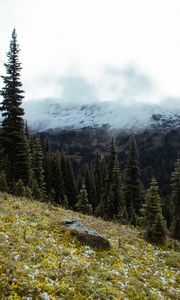 Preview wallpaper spruce, slope, stones, trees, fog, mountains