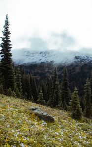 Preview wallpaper spruce, slope, stones, trees, fog, mountains