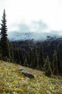 Preview wallpaper spruce, slope, stones, trees, fog, mountains