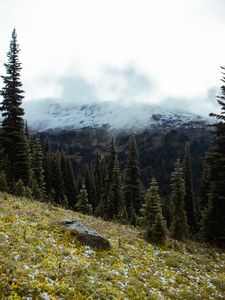 Preview wallpaper spruce, slope, stones, trees, fog, mountains