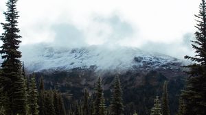 Preview wallpaper spruce, slope, stones, trees, fog, mountains