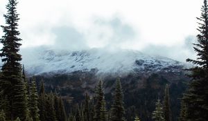 Preview wallpaper spruce, slope, stones, trees, fog, mountains