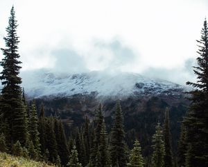 Preview wallpaper spruce, slope, stones, trees, fog, mountains