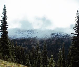 Preview wallpaper spruce, slope, stones, trees, fog, mountains