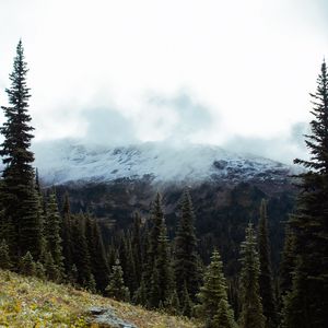 Preview wallpaper spruce, slope, stones, trees, fog, mountains