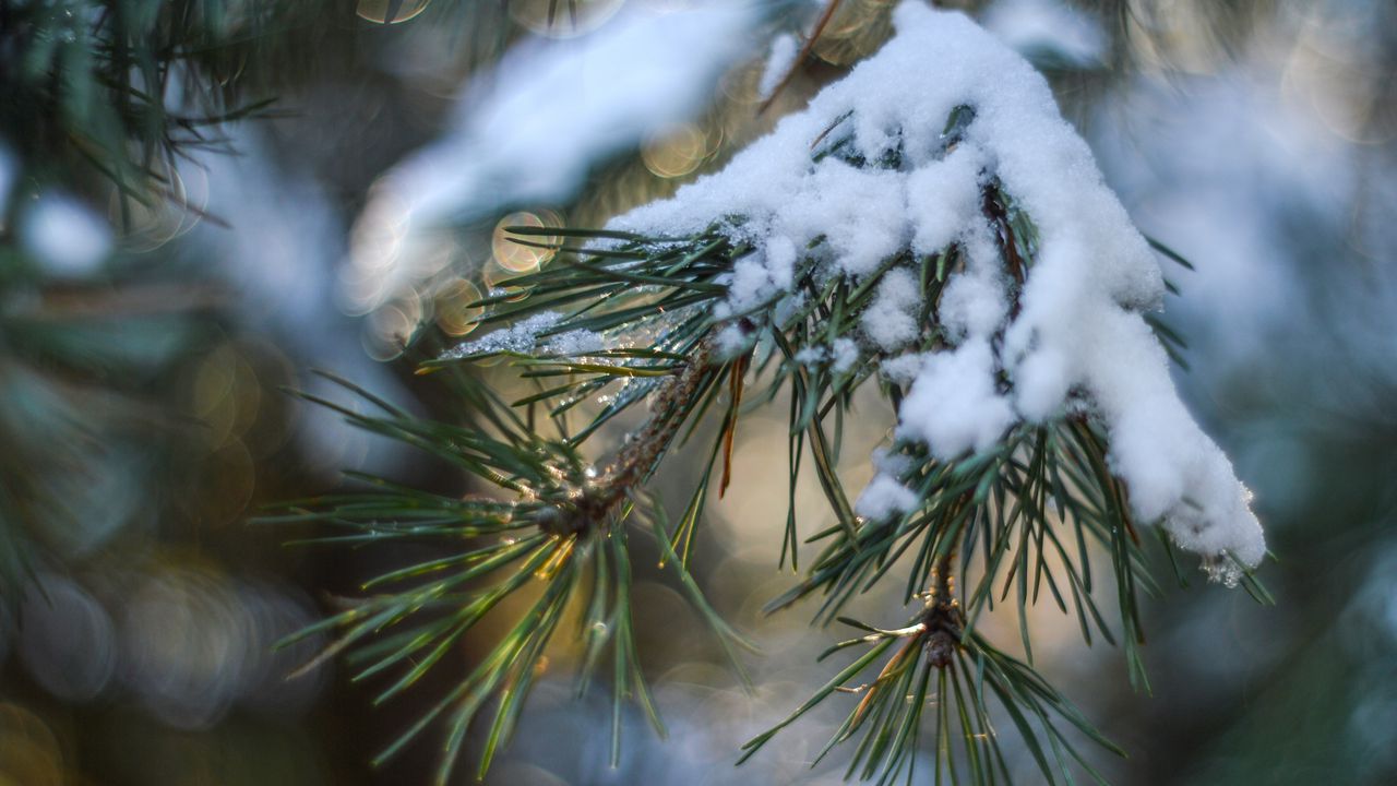 Wallpaper spruce, snow, branch, glare