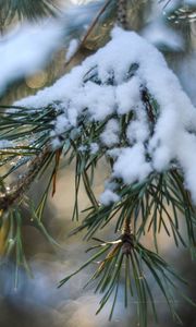 Preview wallpaper spruce, snow, branch, glare