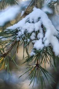 Preview wallpaper spruce, snow, branch, glare