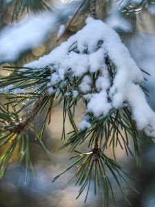 Preview wallpaper spruce, snow, branch, glare