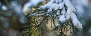 Preview wallpaper spruce, snow, branch, glare