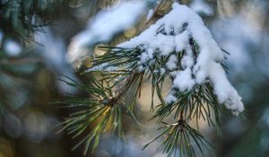 Preview wallpaper spruce, snow, branch, glare