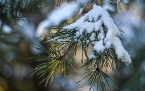 Preview wallpaper spruce, snow, branch, glare