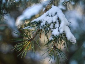 Preview wallpaper spruce, snow, branch, glare