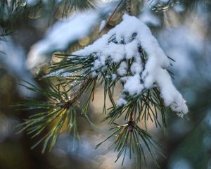 Preview wallpaper spruce, snow, branch, glare