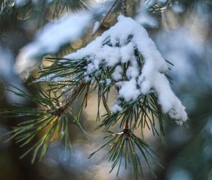 Preview wallpaper spruce, snow, branch, glare