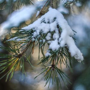 Preview wallpaper spruce, snow, branch, glare