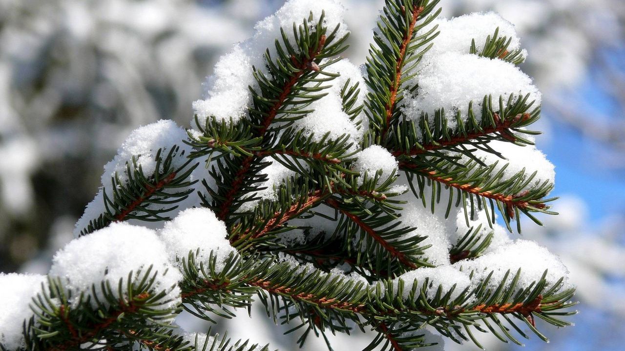 Wallpaper spruce, snow, cover, winter
