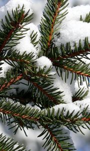 Preview wallpaper spruce, snow, cover, winter