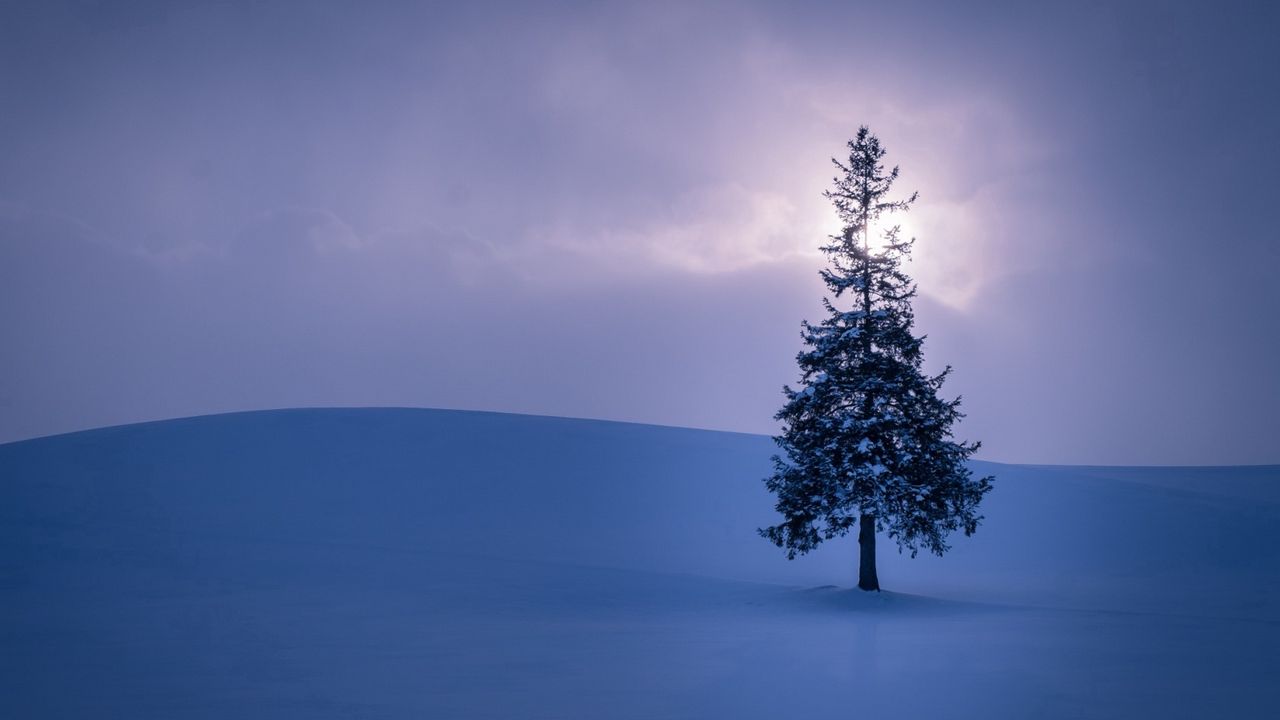 Wallpaper spruce, snow, horizon, sky