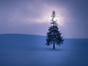 Preview wallpaper spruce, snow, horizon, sky