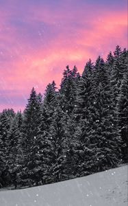 Preview wallpaper spruce, snow, snowfall, sky, winter, forest