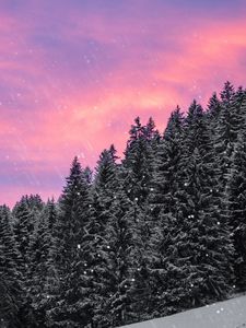 Preview wallpaper spruce, snow, snowfall, sky, winter, forest