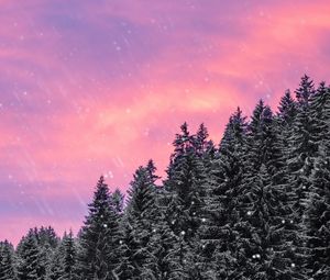Preview wallpaper spruce, snow, snowfall, sky, winter, forest