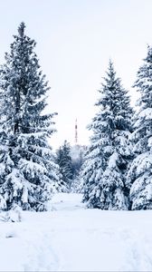 Preview wallpaper spruce, snow, trees, tower, winter, nature