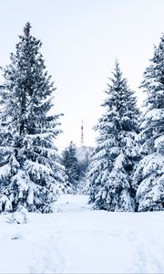 Preview wallpaper spruce, snow, trees, tower, winter, nature