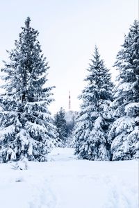 Preview wallpaper spruce, snow, trees, tower, winter, nature