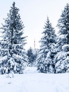 Preview wallpaper spruce, snow, trees, tower, winter, nature