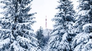 Preview wallpaper spruce, snow, trees, tower, winter, nature