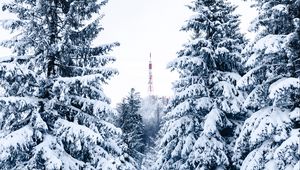 Preview wallpaper spruce, snow, trees, tower, winter, nature