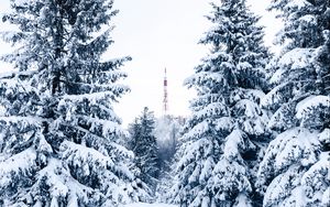 Preview wallpaper spruce, snow, trees, tower, winter, nature