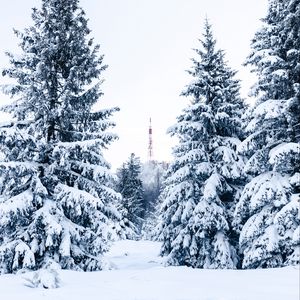 Preview wallpaper spruce, snow, trees, tower, winter, nature