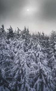 Preview wallpaper spruce, snow, trees, winter, snowy