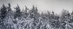 Preview wallpaper spruce, snow, trees, winter, snowy