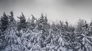 Preview wallpaper spruce, snow, trees, winter, snowy