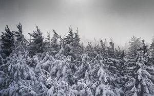 Preview wallpaper spruce, snow, trees, winter, snowy