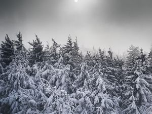 Preview wallpaper spruce, snow, trees, winter, snowy
