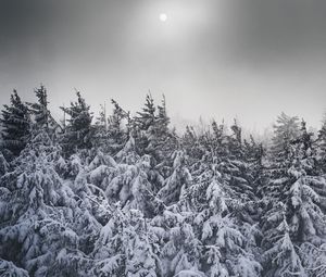 Preview wallpaper spruce, snow, trees, winter, snowy